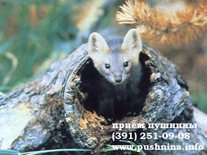 Баргузин Животное Фото