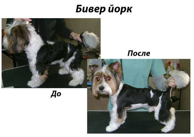 КАК ОПРЕДЕЛИТЬ РАЗМЕР ОБУВИ For My Dogs одежда для собак. Красноярск. ВКонтакте