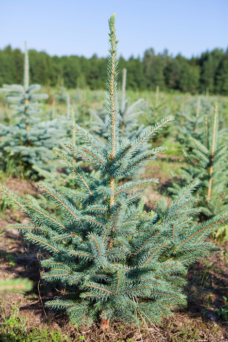 Ель колючая glauca фото и описание