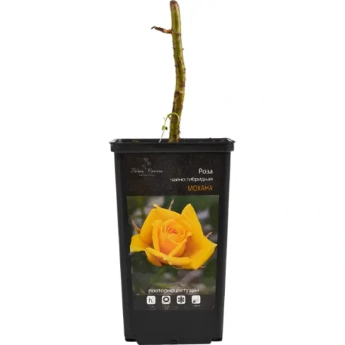 Саженец Роза чайно-гибридная ø12 h30 см Цветочный альянс Без бренда None